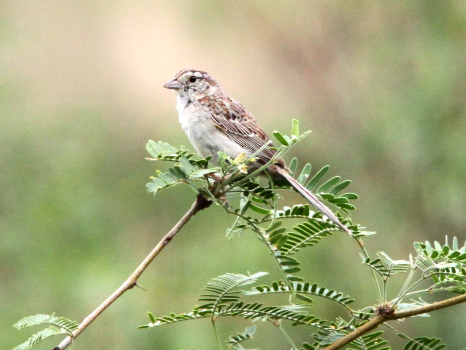 868 - CASSIN'S SPARROW (8-5-13) circulo montana, patagonia lake ranch estates, scc, az -2