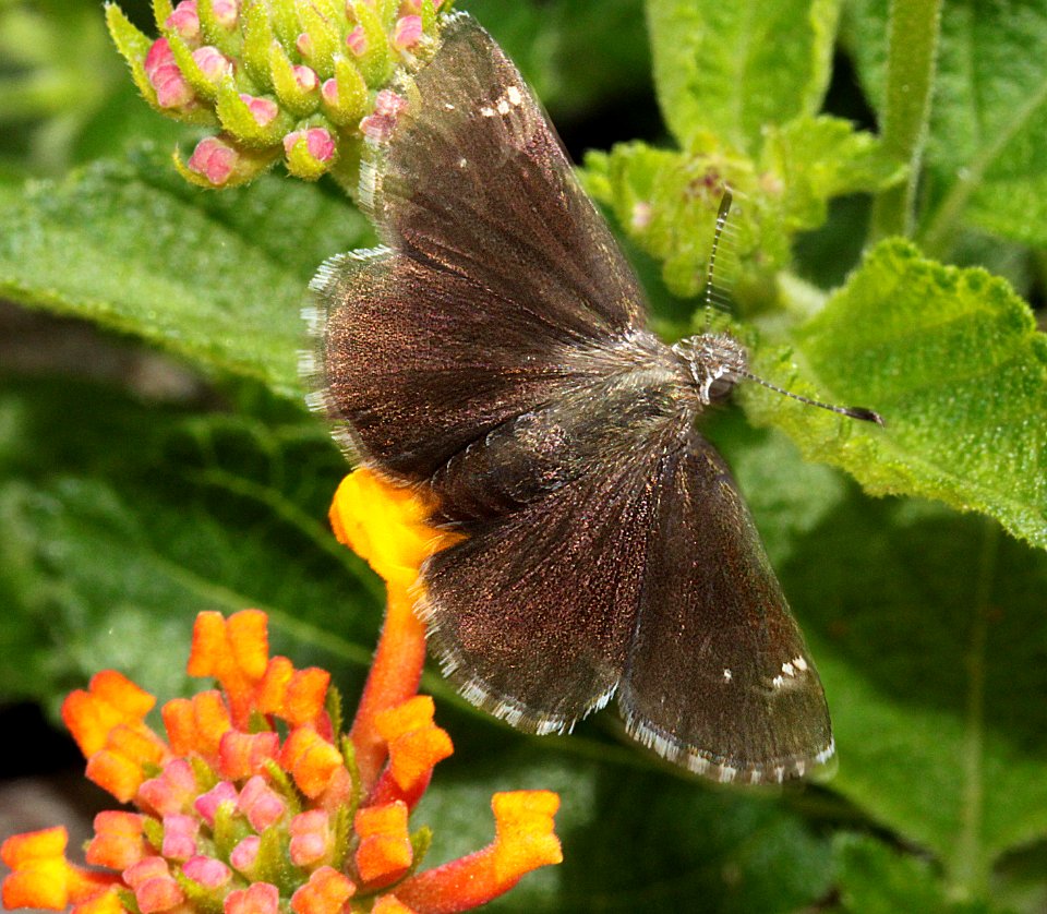 ROADSIDE-SKIPPER, NYSA (Amblyscirtes nysa) (7-24-11) 78 circulo montana, patagonia lake ranch estates, scc, az  (4)