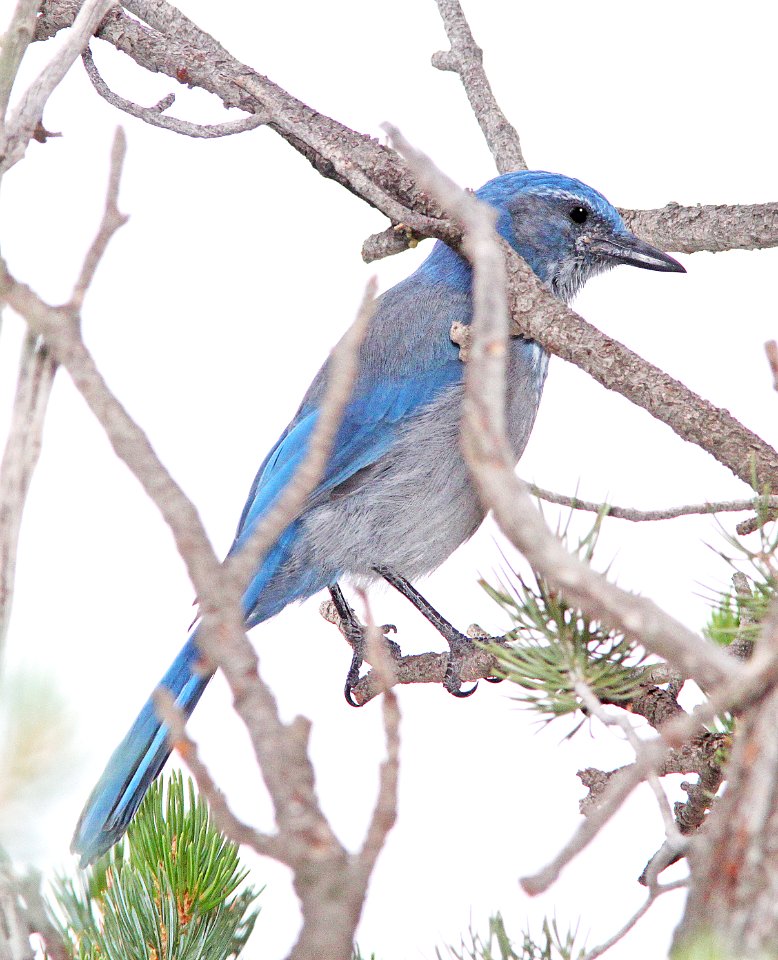 642 - WOODHOUSE'S SCRUB-JAY (8-15-13) barranca mesa, los alamos, nm -04