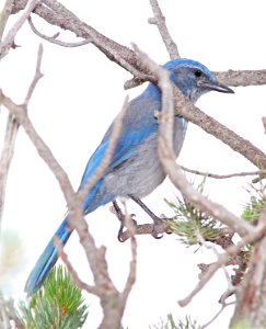642 - WOODHOUSE'S SCRUB-JAY (8-15-13) barranca mesa, los alamos, nm -04