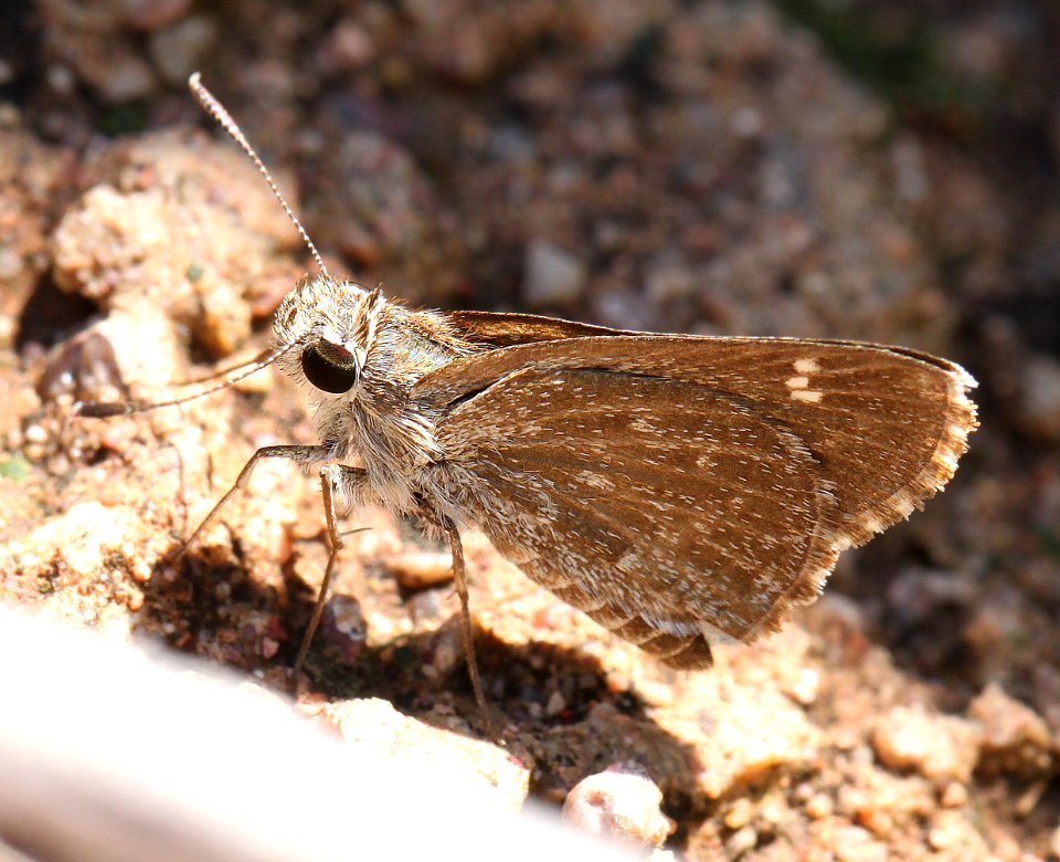 ROADSIDE-SKIPPER, TEXAS (Amblyscirtes texana) (7-31-12) culverts, harshaw road, patagonia mts, scc, az  (3)