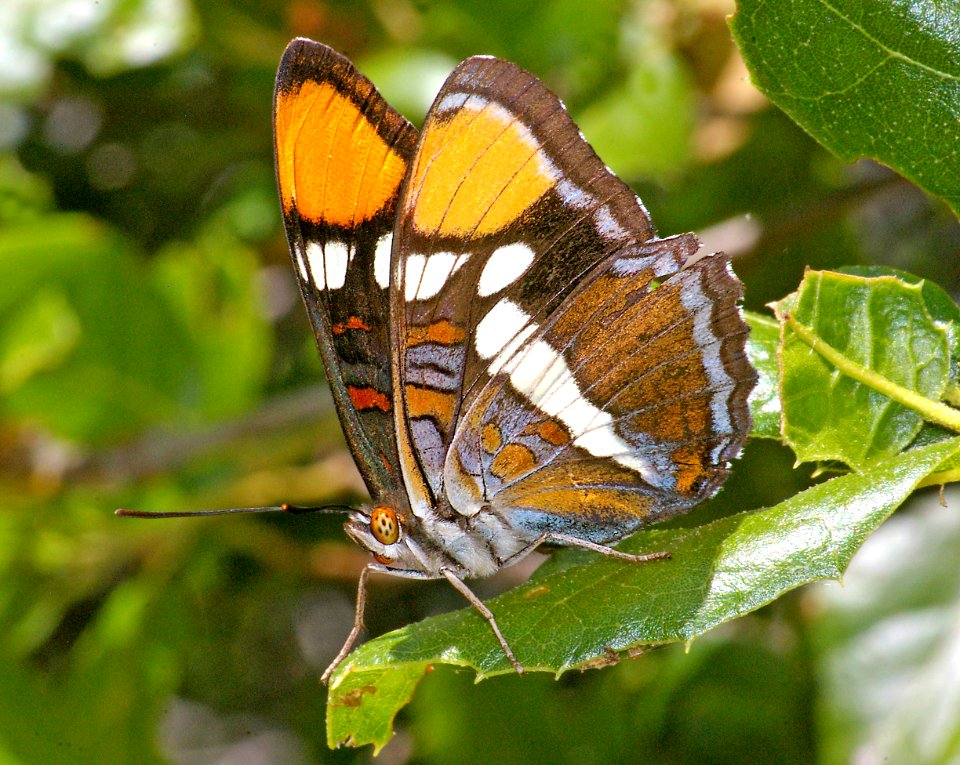 SISTER, CALIFORNIA (Adelpha bredowii) (5-24-09) canet rd, morro bay, slo ao, ca (2)