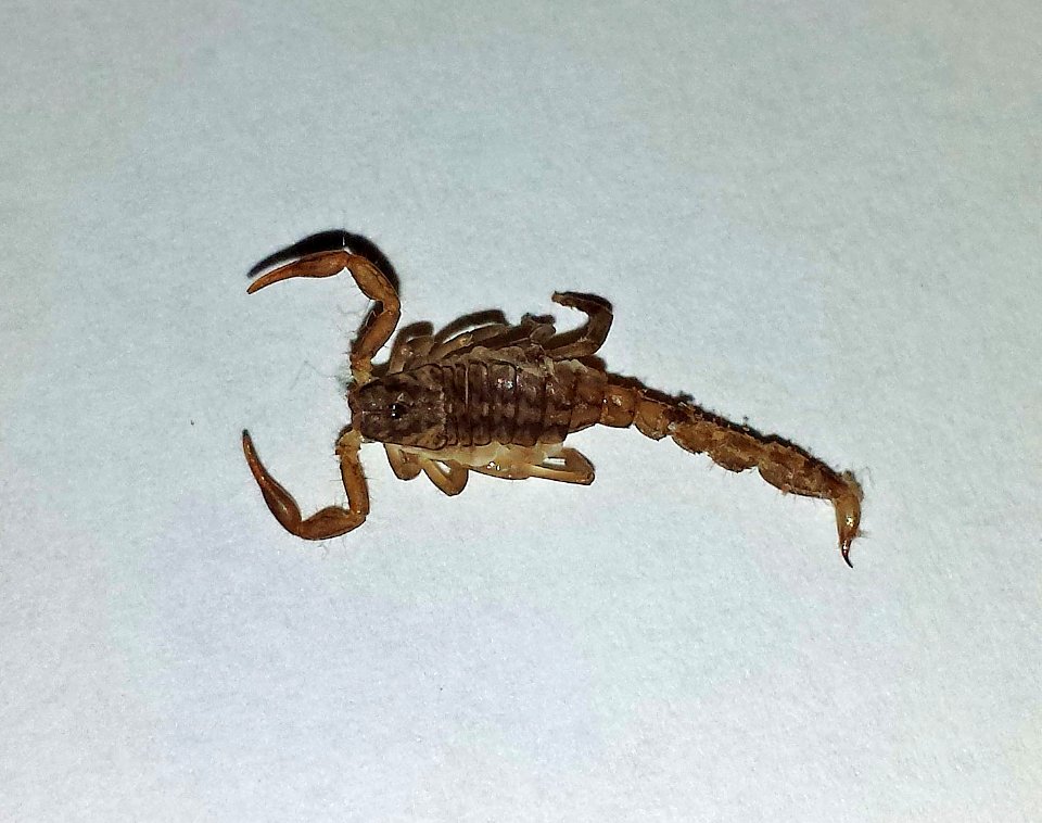 SCORPION, sp (8-19-2016) 78 circulo montana, patagonia lake ranch estates, scc, az -01