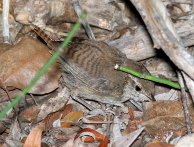 700 - SINALOA WREN (9-6-13) huachuca cyn, huachuca mts, cochise co, az -03
