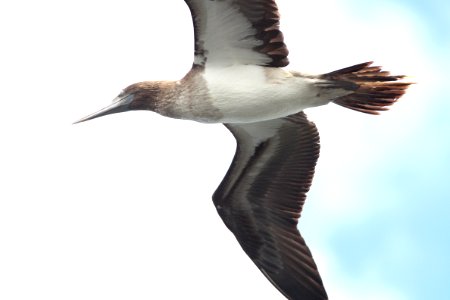 164 - BLUE-FOOTED BOOBY (8-25-13) imm, patagonia lake, scc, az -23