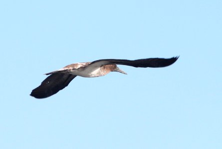 164 - BLUE-FOOTED BOOBY (8-25-13)  juv, patagonia lake, scc, az -09
