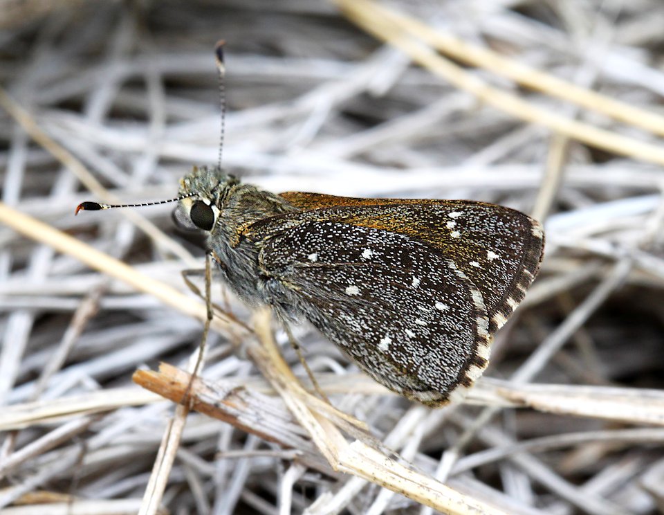 ROADSIDE-SKIPPER, LARGE (Amblyscirtes exoteria) (7-12-12) madera cyn, scc, az  (1)