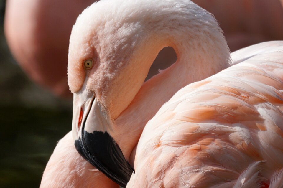 Flamingo bird close up