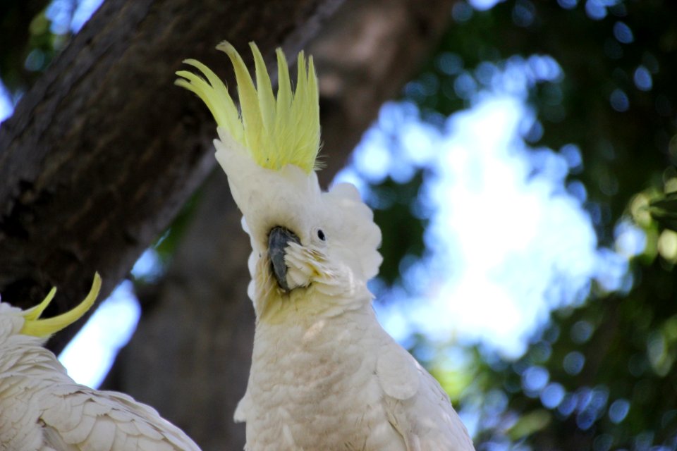 Sulphur-crested Cockatoo. Caratua galerita
