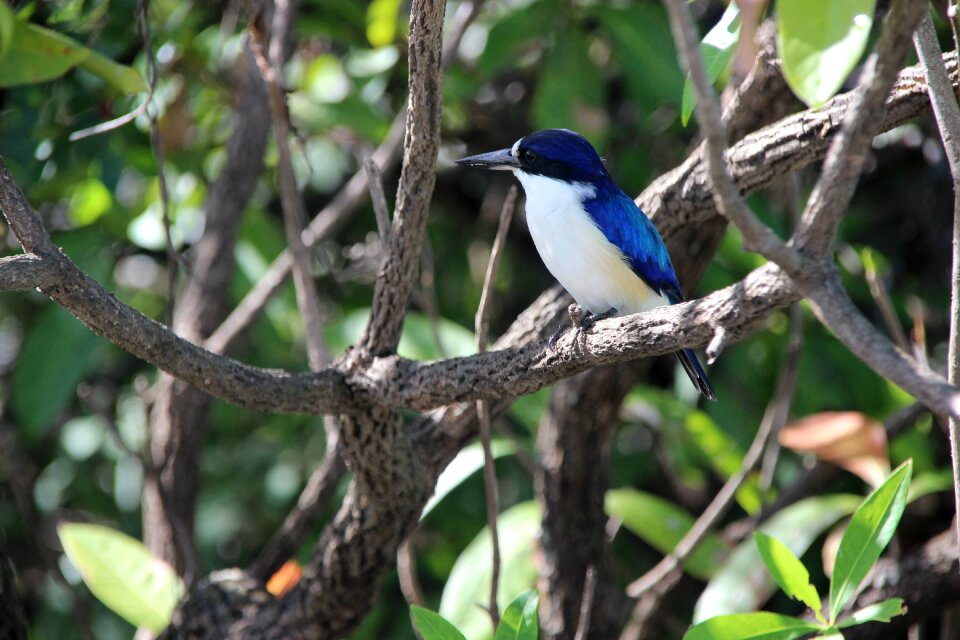 Nature alcedinidae blue