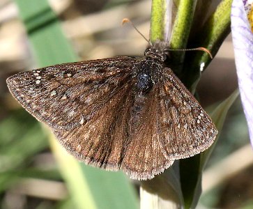 DUSKYWING, PERSIUS (Erynnis persius) (12-11-12) fem, west of williams, coconino co, az (1)