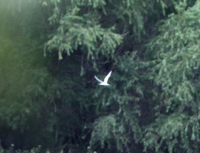 382 - TERN, sp? (8-24-13) patagonia lake, scc, az -02