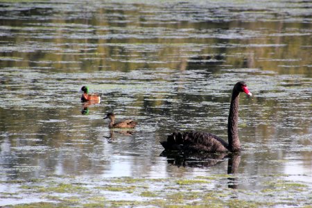 Black Swan. Cygnus atratus