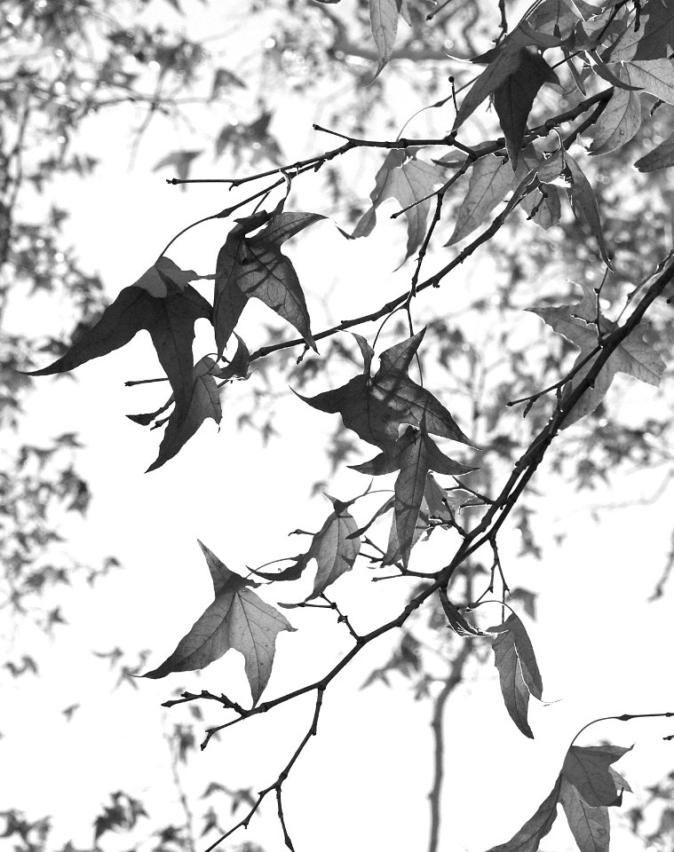 AZ - HARSHAW SYCAMORES, sc co  (11-30-11) (10)
