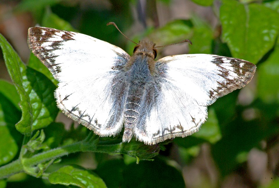 WHITE-SKIPPER, LAVIANA (Heliopetes laviana) (1-13-09) edinburg birding center, tx