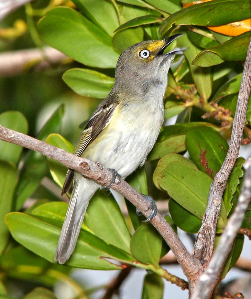 618 - WHITE-EYED VIREO (5-7-14) big pine key, monroe co, fl -04
