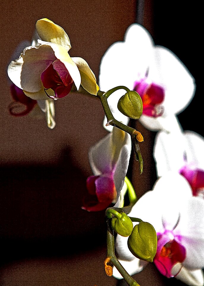 Flower nature flora