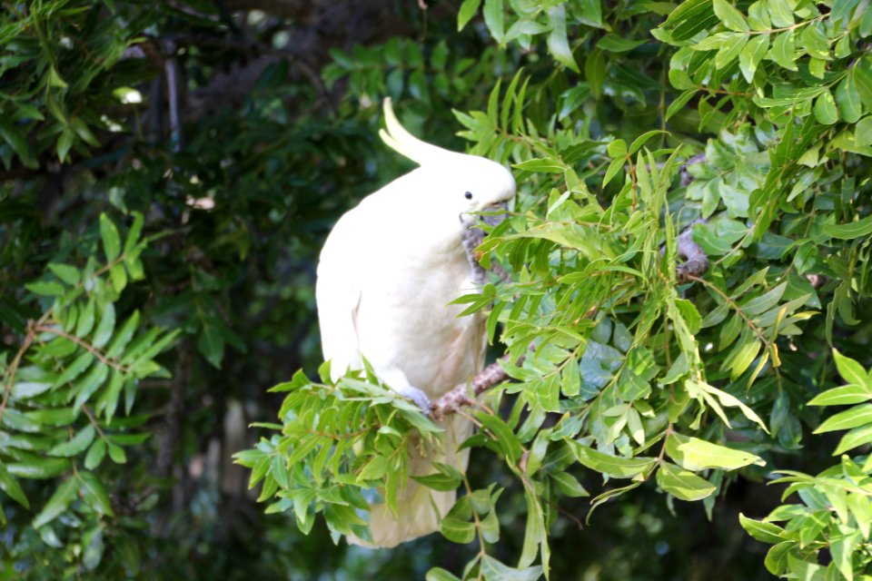 Sulphur-crested Cockatoo. Caratua galerita