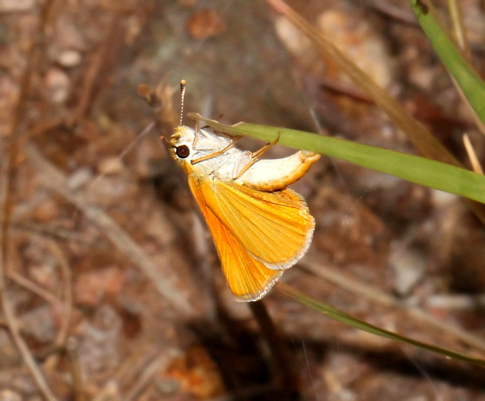 SKIPPERLING, ORANGE (Copaeodes auantiaca) (9-2-10) patagonia hills, scc, az