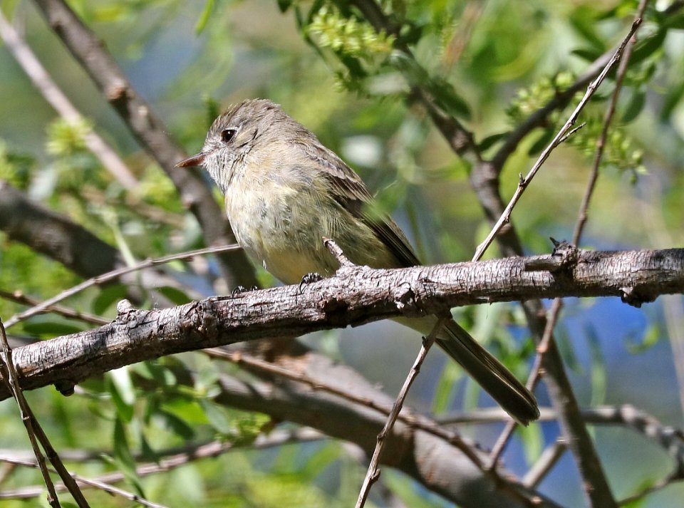 582 - DUSKY FLYCATCHER (3-24-2017) patagonia lake, santa cruz co, az -01