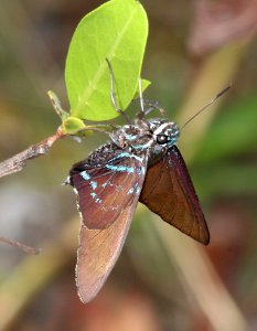 SKIPPER, MANGROVE (Phocides pigmalion) (5-1-14) botanical gardens, key west, fl (2)