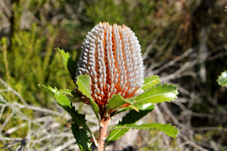 Banksia serrata