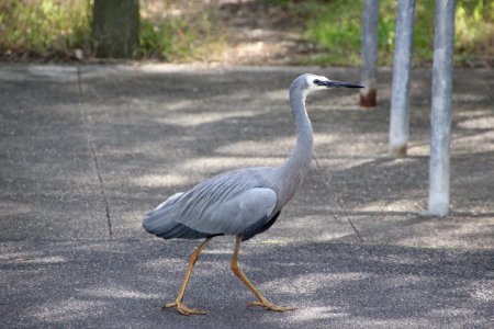 White-faced Heron. Ardea novaehollandaie photo