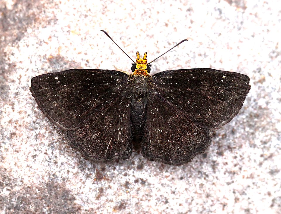 SCALLOPWING, GOLDEN-HEADED (Staphylus ceos) (9-2-12) 78 circulo montana, patagonia lake ranch estates, scc, az