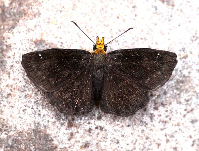 SCALLOPWING, GOLDEN-HEADED (Staphylus ceos) (9-2-12) 78 circulo montana, patagonia lake ranch estates, scc, az