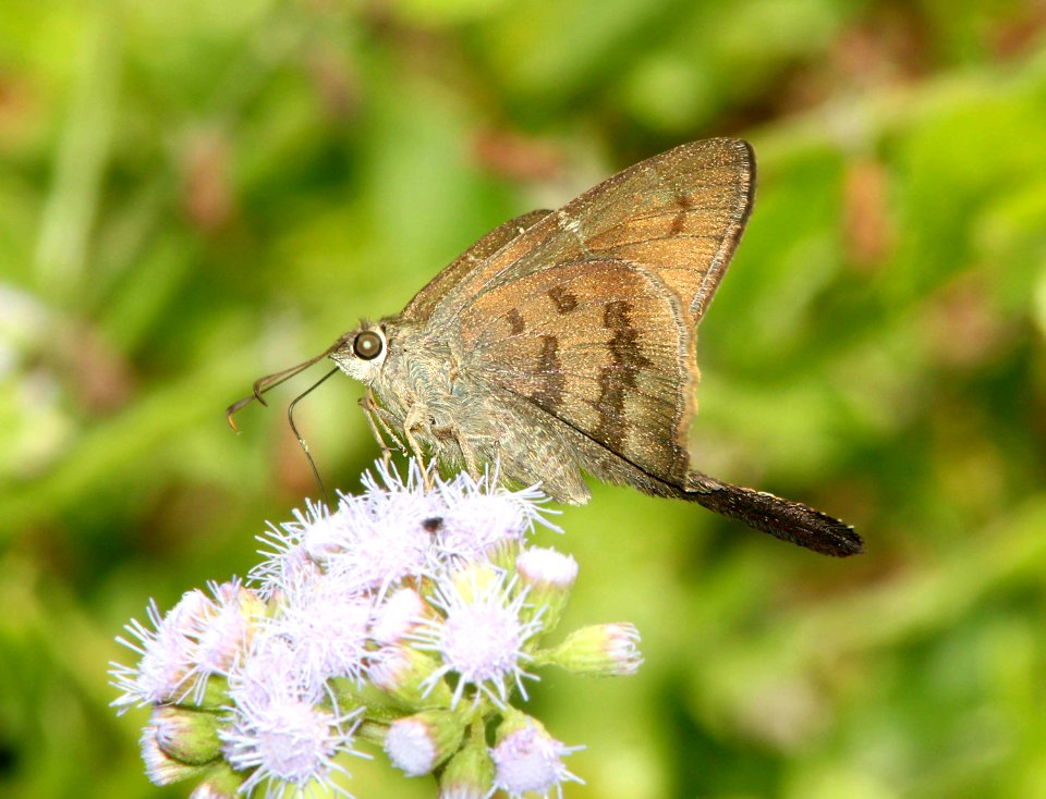 LONGTAIL, BROWN (Urbanus procne) (4-18-12) national butterfly center, mission, tx  (3)