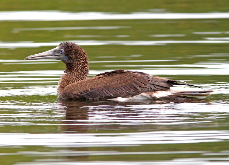 164 - BLUE-FOOTED BOOBY (8-25-13) imm, patagonia lake, scc, az -02