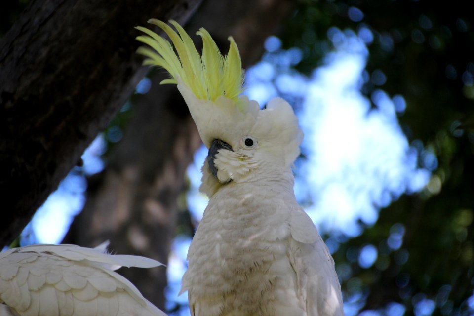 Sulphur-crested Cockatoo. Caratua galerita