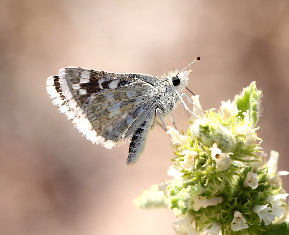 CHECKERED-SKIPPER, SMALL (Pyrgus scriptura) (6-5-13) oak springs trilobite site, lincoln co, nevada   (4)