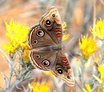 BUCKEYE, TROPICAL (Junonia evarete nigrosuffusa) (10-25-12) harshaw creek rabbitbrush, scc, az     (25)