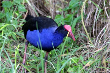 Purple Swamphen. Porphyrio porphyrio