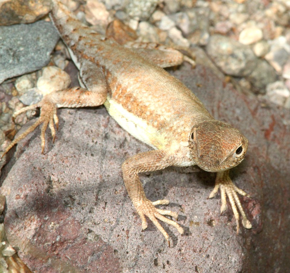 LIZARD, ORNATE TREE (Urosaurus ornatus) (8-28-13) unusually pale, patagonia lake, scc, az -01