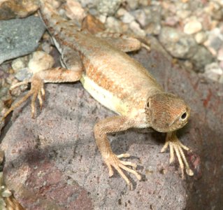 LIZARD, ORNATE TREE (Urosaurus ornatus) (8-28-13) unusually pale, patagonia lake, scc, az -01