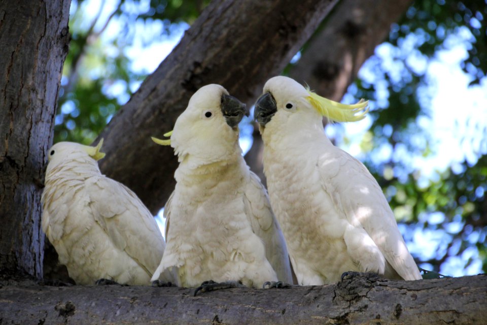 Sulphur-crested Cockatoo. Caratua galerita