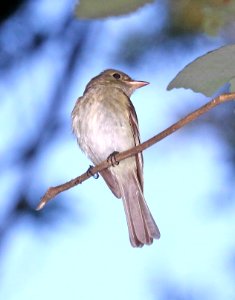 576 - ACADIAN FLYCATCHER (6-10-2017) howell woods learning center, johnston co, nc (5)