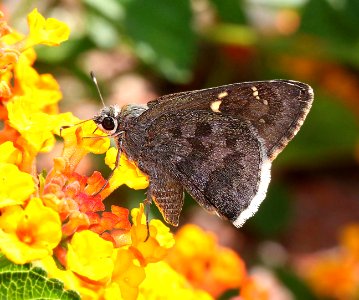 SKIPPER, ACACIA (Cogia hippalus) (8-31-11) 78 circulo montana, patagonia lake ranch estates, scc, az  (1)