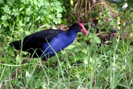 Purple Swamphen. Porphyrio porphyrio