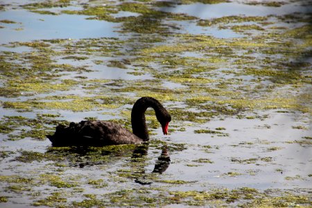 Black Swan. Cygnus atratus