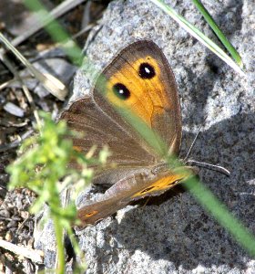 WOOD-NYMPH, MEAD'S (Cercyonis meadii) (9-12-07) mingus pass, az  (1)