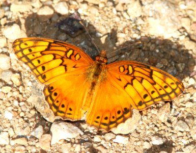 FRITILLARY, MEXICAN (Euptoieta hegesia) (10-9-12) sawmill cyn, huachuca mts, cochise co, az  (2)