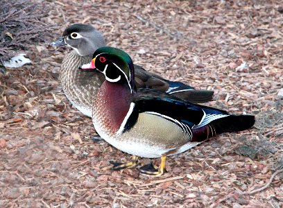 023 - WOOD DUCK (12-18-13) albuquerque, nm -05