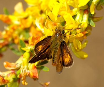 SKIPPER, RURAL (Ochlodes agricola) (6-8-07) reservoir cyn, san luis obispo, slo co, ca (10)