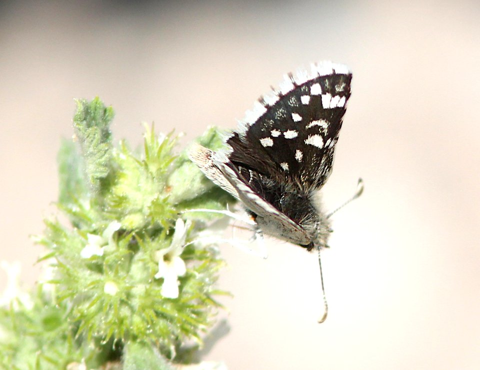 CHECKERED-SKIPPER, SMALL (Pyrgus scriptura) (6-5-13) oak springs trilobite site, lincoln co, nevada   (1)