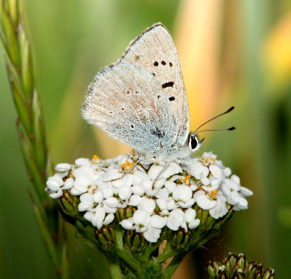 COPPER, RUDDY (Lycaena rubidus) (8-19-13) male, 10,200 ft, stunner c g, conejos co, co  (2)