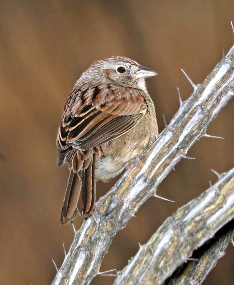 867 - BOTTERI'S SPARROW (1-16-2017) lake patagonia ranch estates, santa cruz co, az 04