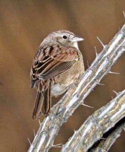 867 - BOTTERI'S SPARROW (1-16-2017) lake patagonia ranch estates, santa cruz co, az 04